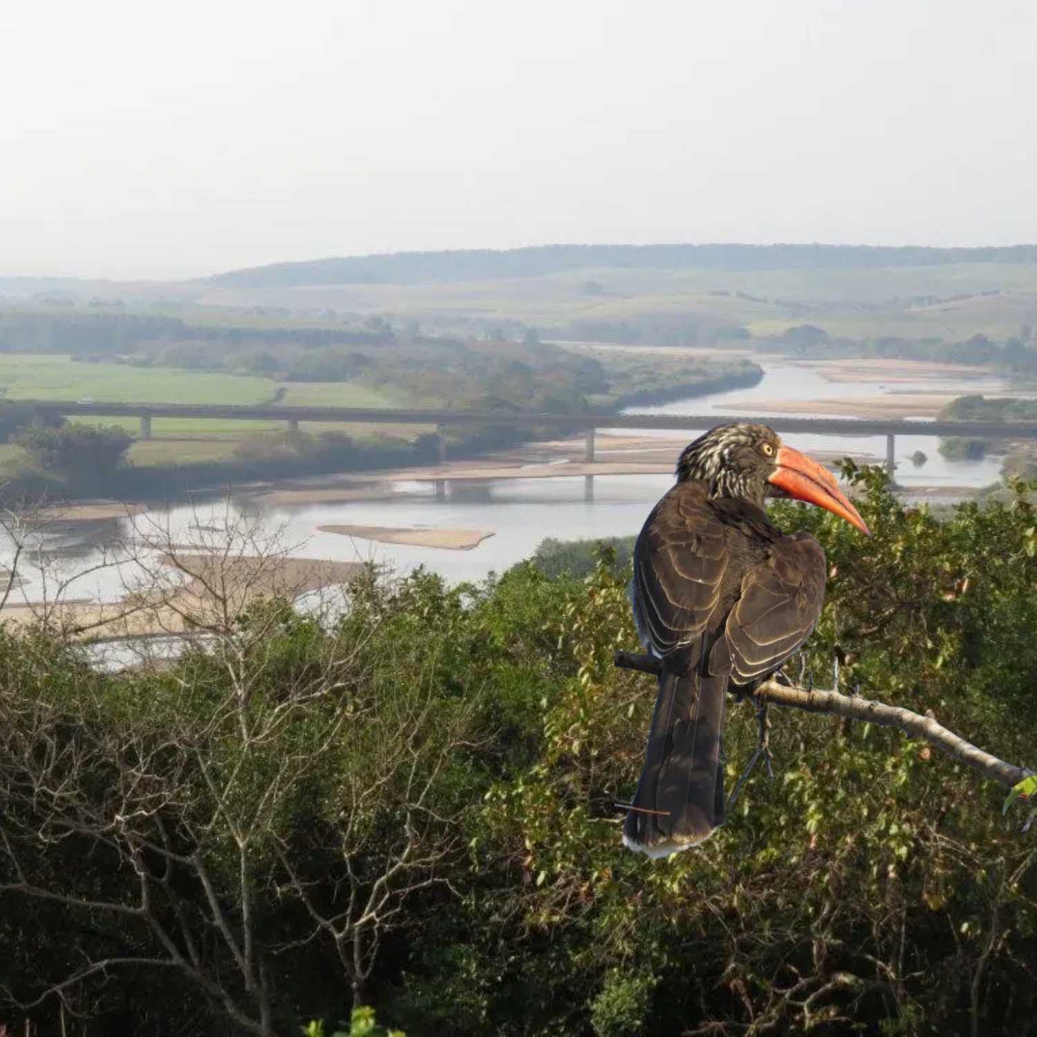 Birding