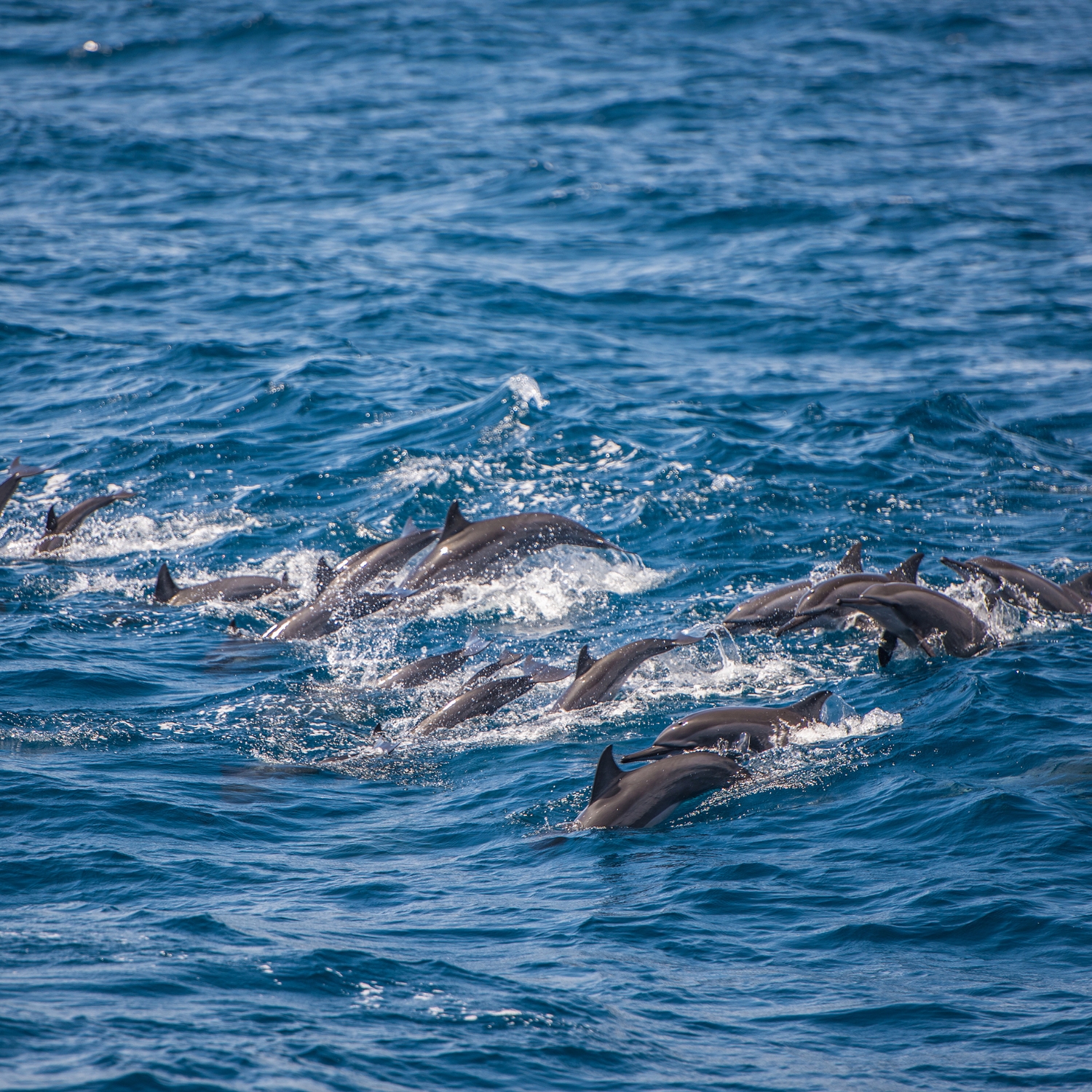 Dolphin & Whale Safari
